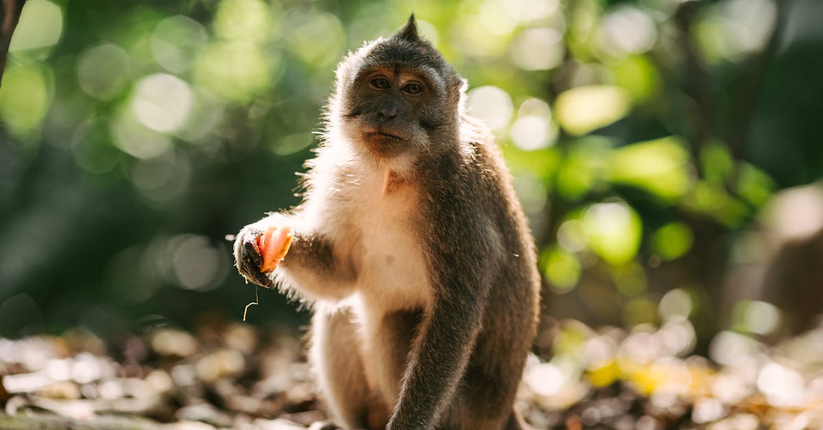 découvrez la segmentation comportementale, une approche marketing puissante qui analyse les comportements des consommateurs pour optimiser vos stratégies. apprenez à cibler efficacement vos clients en fonction de leurs actions, préférences et habitudes d'achat.