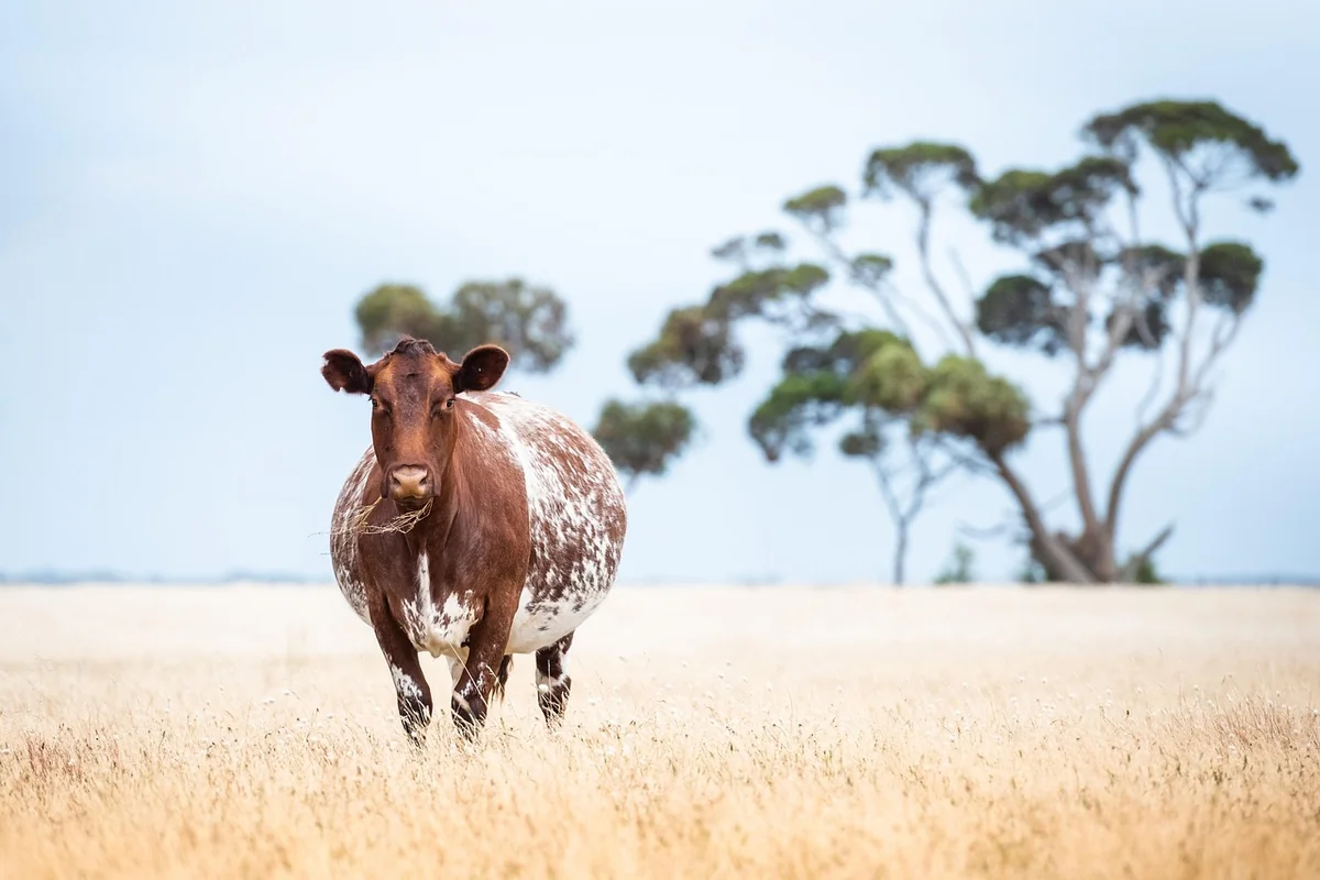 vache